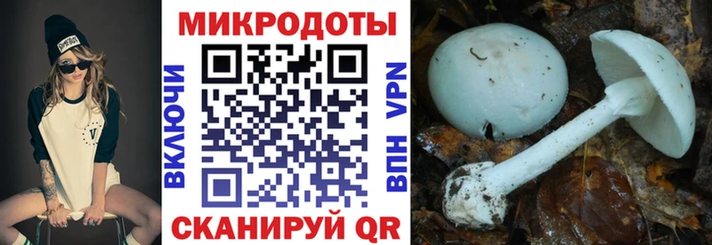 Галлюциногенные грибы Psilocybine cubensis Бежецк